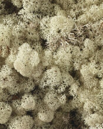 Reindeer Natural Moss 29960.10