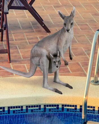 Australian Outback Kangaroo Statue NE100105