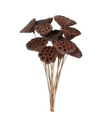 Dried Lotus Pods - 19.25" 65300.00