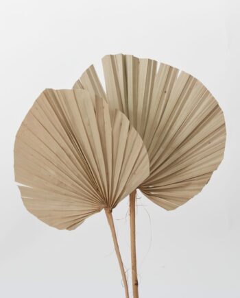 Dried Palm Fan - 26" 69750.85