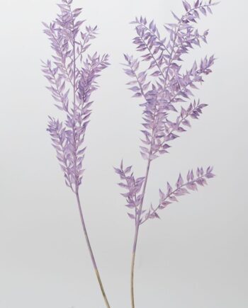 Dried Purple Ruscus - 30" 69740.35