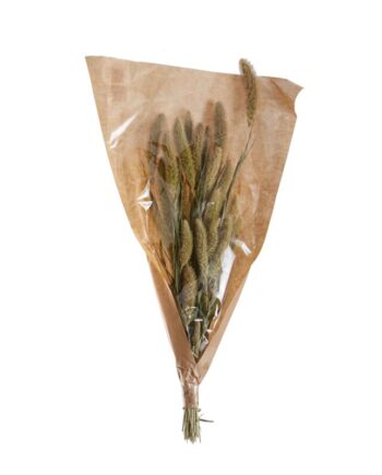 Dried Setaria - 23.75" 61210.00