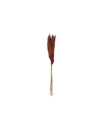 Fluffy Dried Brown Pampas Grass - 25.5" 66661.25