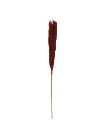 Fluffy Dried Brown Pampas Grass - 47" 66662.25