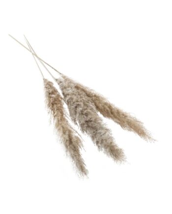 Fluffy Dried Grey Pampas Grass - 47" 66662.75