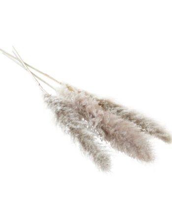 Fluffy Dried Grey Pampas Grass - 55" 66663.75