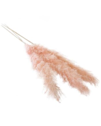 Fluffy Dried Pink Pampas Grass - 55" 66663.04