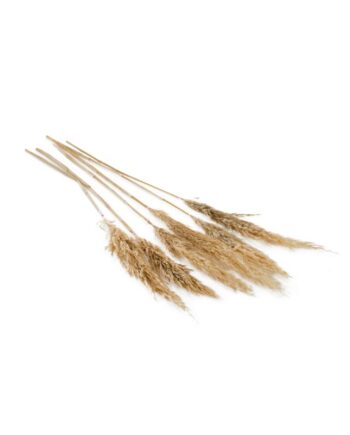 Fluffy Dried Tan Pampas Grass - 25.5" 66661.57