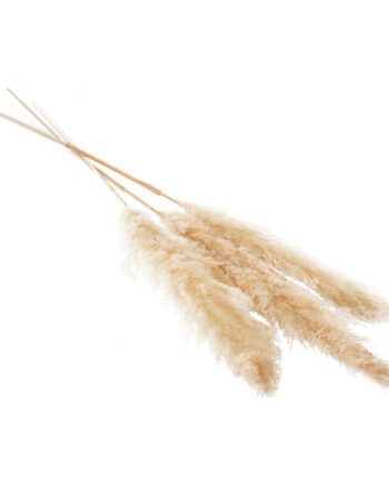 Fluffy Dried Tan Pampas Grass - 55" 66663.57