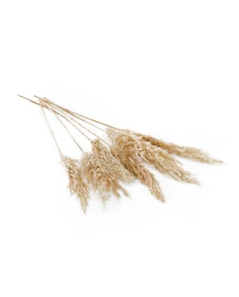 Fluffy Dried White Pampas Grass - 25.5" 66661.01