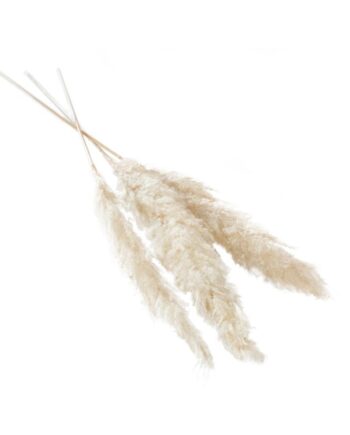 Fluffy Dried White Pampas Grass - 47" 66662.01