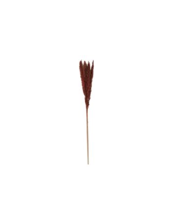 Slim Dried Brown Pampas Grass - 25.5" 66660.25