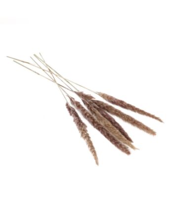 Slim Dried Grey Pampas Grass - 25.5" 66660.75