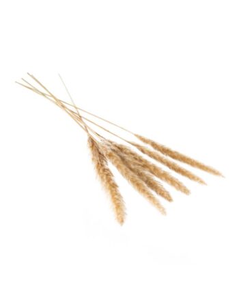 Slim Dried Tan Pampas Grass - 25.5" 66660.57