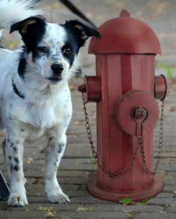 Vintage Metal Fire Hydrant Statue: Medium FU68858